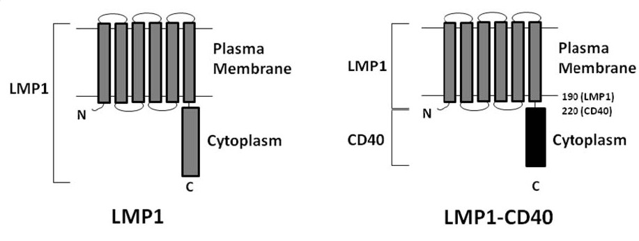 Protein fusion with the membrane domain of LMP1 allows TNFRSF receptors to signal without a ligand